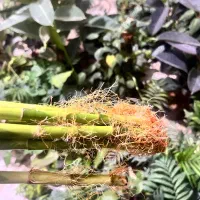 بامبو|گل و گیاه طبیعی|شیراز, کوشک بیدک|دیوار