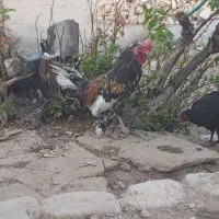 فروش خروس