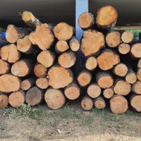 فروش چوب توسکا|مصالح و تجهیزات ساختمان|کلاچای, |دیوار