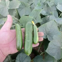 خیار|خوردنی و آشامیدنی|خلجستان, |دیوار