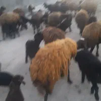 گوسفند