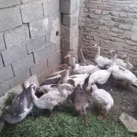 غاز|حیوانات مزرعه|بهارستان, |دیوار