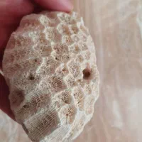 فسیل مرجانی