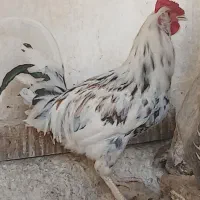 مرغ و خوروس