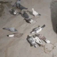 کفتر