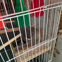 پرنده عروس هلندی