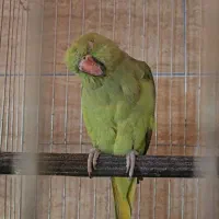 طوطی ملنگو