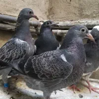 کبوتر.جوجه المانی پلاکی سبز و پولک