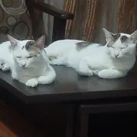 لونا و سیمون دو گربه خانگی واگذار میشن