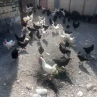 مرغ و خروس سفید سیاه و گوشتی جهت زبح