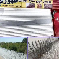 سردیواری