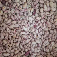 لوبیا چیتی درجه یک سرحد
