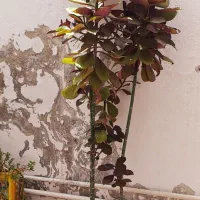 ۱ عدد گل فردوس زیبا