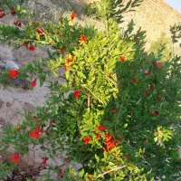خانه-باغ-روستایی-2400-متر
