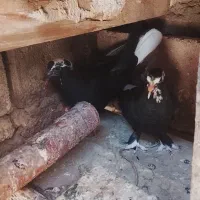 ۹عددکبوتر به فروش میرسد
