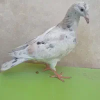 سار سرور هفترنگ قزوینی خطی جوجه