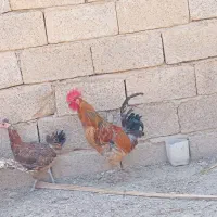 فروش خروس محلی ۲میلیون