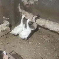 قو غاز معاوضه بااردک تخم گذاز