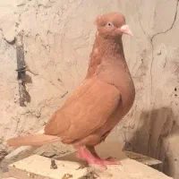 زردمسفید