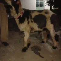 کوه تخمی فروش فوری