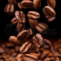 پخش انواع دان قهوه و پودریجات
