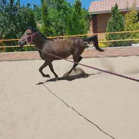 اسب مادیان