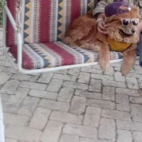 سگ خرسی