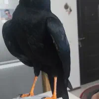 مرغ مینا