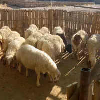 بره باب قصابی