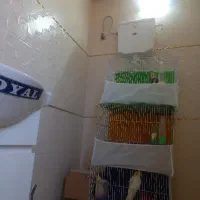 عروس هلندی جوجه کشی