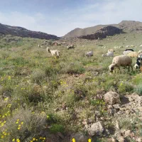 فروش بره سبک