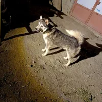 سگ هاسگی نر 11 ماهه معاوضه با مرغ