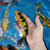 ماهی کوی سوپر سلکت