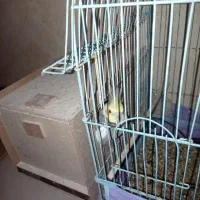 سلام عروس هلندی سخنگو با تخم