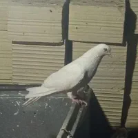 پرنده