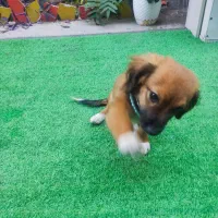 سگ پاکوتاه سه ماهه باهوش وبازیگوش