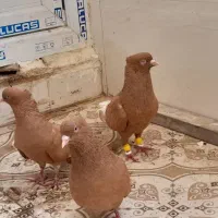 دوجفت زرد دم سفید پرتقالی