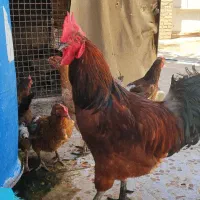 مرغ و خروس
