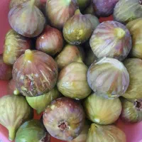 فروش میوه اورگانیک