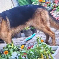سگ ژرمن ماده
