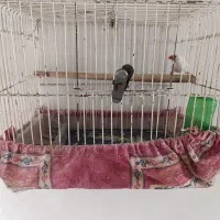 فنج سفید