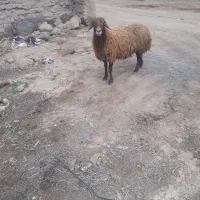 میش چاق