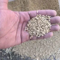 گندم مناسب برای کبوتر دارها