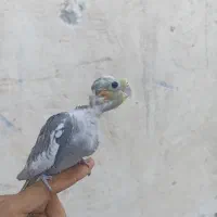 جوجه عروس