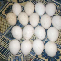 تخم بوقلمون