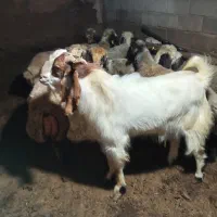 نر بز پاکستانی معاوضه با اسب