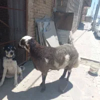 قوچ کردی فروشی