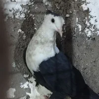 کبوتر  کلاغ