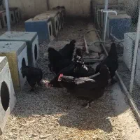 مرغ مرندی محلی ارگانیک