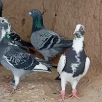کبوتر بوم